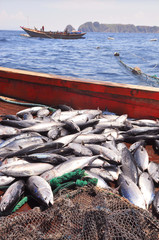 Bumper catch of tuna fish