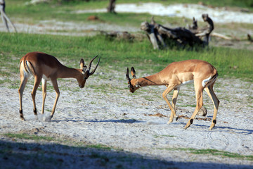 Impalas