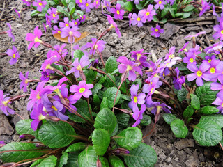Flowers primrose Julia (Rrimula juliae). Spring, May