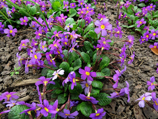 Flowers primrose Julia (Rrimula juliae). Spring, May
