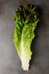 Red Leaf Lettuce