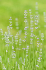 Lavender young flowers