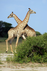 Giraffenbullen