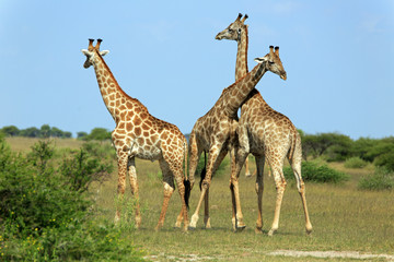 Obraz premium Giraffenbullen