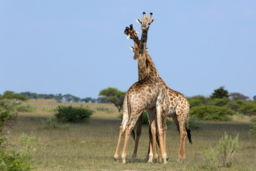 Giraffen