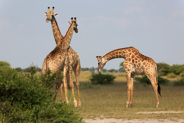 Giraffen