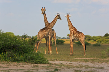 Giraffen