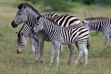 Zebras