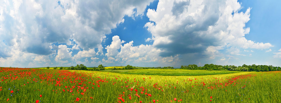 Panorama of summer countryside with red poppies and thunderstorm clouds