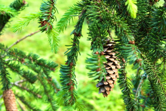 Fototapeta Pine Cone And Branches