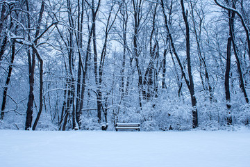 Winter Bench - Snow Covered Bench Rests On a Snowy Hill in Front of  Snow Covered Trees