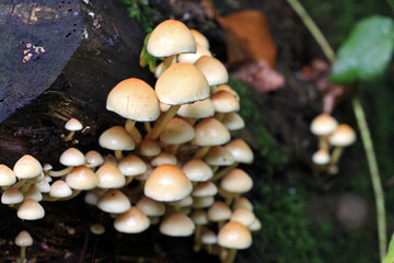 Toadstools