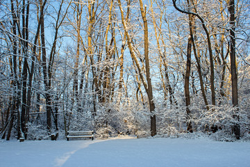 Sunny Snowy Morning - Snow Covered Bench Rests On a Snowy Hill in Front of  Snow Covered Trees as the Morning Sun Bathes them in Warm Light