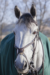 Horse portrait head eyes closeup detail
