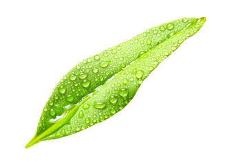 Tea tree (Thea sinensis) leaf isolated on white background.