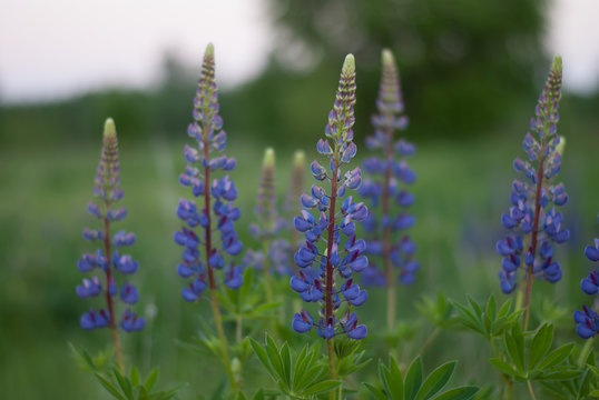 Fototapeta Lupines