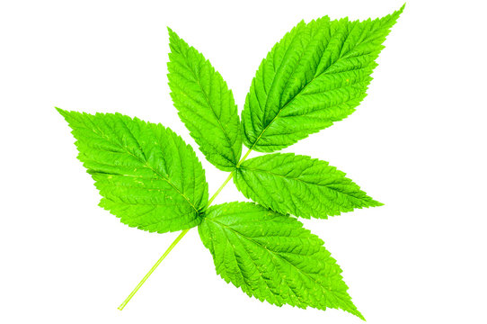 Himbeerblatt freigestellt