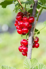 Red currant