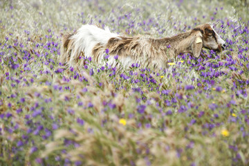 Capra in  un prato di fiori viola