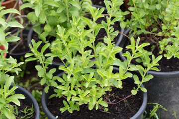 Stevia rebaudiana 