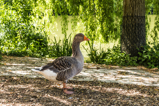 Goose in a green park at a summertime
