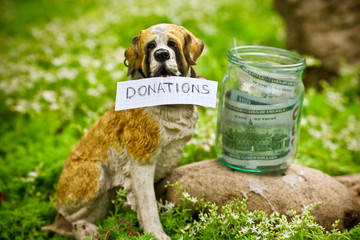 The dog raising money for the donations