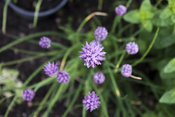 Chives flowers