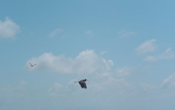 Blue Heron Breakfast