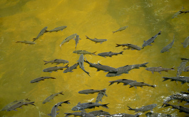 Fish in a river with pure water