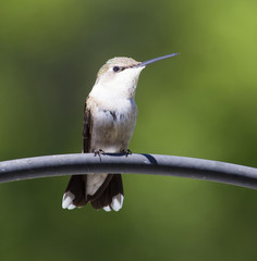 Hummingbird
