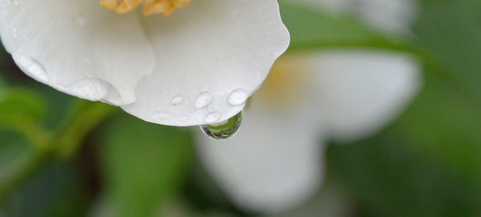 Rainy Day Petal