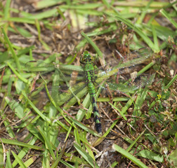 Camoflauged dragonfly