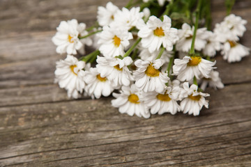 Close up of daisies on wooden background