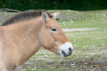 Naklejka na ściany i meble Przewalski's horse (Equus ferus przewalskii)