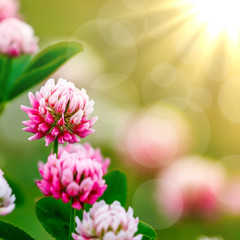 Clover Flowers