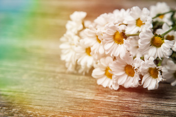 Fototapeta na wymiar Close up of daisies on wooden background