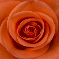 Close-up of Pink / Coral Rose Flower.