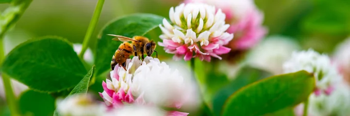  Honingbij op klaver © Philip Steury