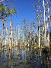 cypress trees in a swamp