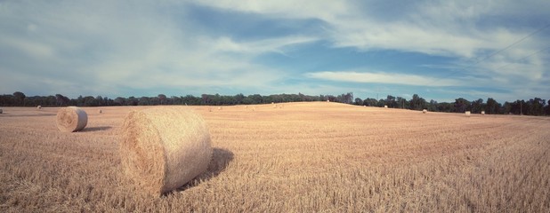 straw field panorama