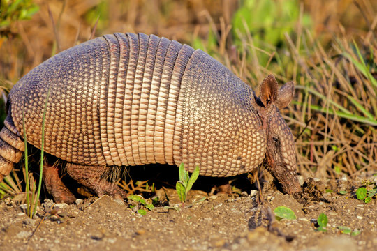 Nine-banded Armadillo forages beside a road in Texas