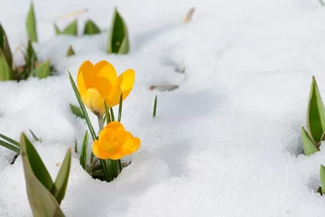 Vlies Fototapete Krokusse snowdrops crocus flowers in the snow Thaw