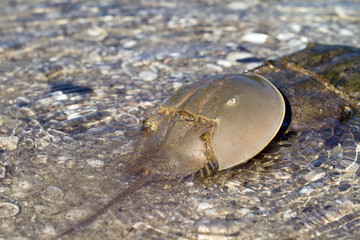 Male and female Horseshoe Crabs in act of mating