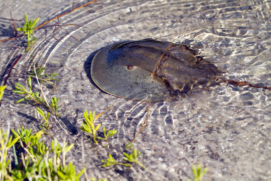 Horseshoe Crab swims in shallow water in Ding Darling National Wildlife Refuge in Florida