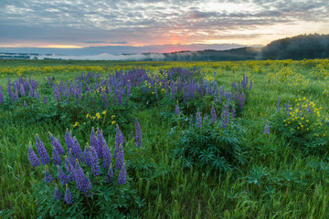 Fototapeta premium Blooming lupines in the summer on a background of dawn 