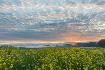 Summer sunrise in the blossoming field with yellow flowers