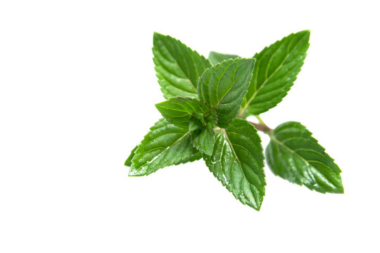 leaf of mint on white background, peppermint, selective focus, c