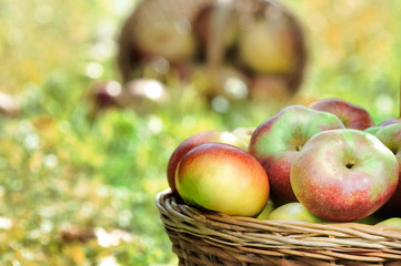 Apples in the Basket.