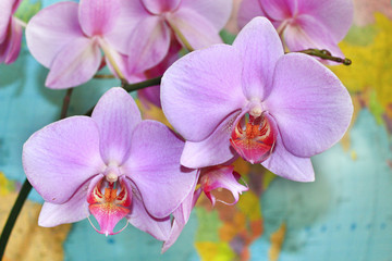 flowers of orchid on the background of map