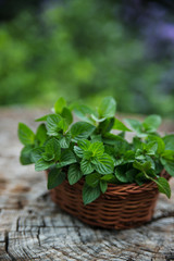 Mint  in small basket on natural wooden background, peppermint,